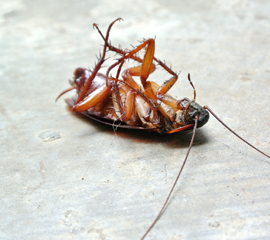 Cockroach Control Service in Hyderabad