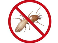 Anti-Termite Treatment in Hyderabad